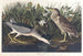 Bihoreau oder Vogel-qua - John James Audubon — Ansicht des Kunstwerks