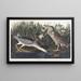 Bihoreau oder Vogel-qua - John James Audubon — gerahmtes Bild an der Wand