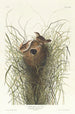 Troglodyte des marshes de Nuttall - John James Audubon — Ansicht des Kunstwerks