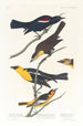 John James Audubon — Ansicht des Kunstwerks