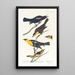 John James Audubon — gerahmtes Bild an der Wand