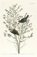 Paruline à couronne orangée - John James Audubon — Ansicht des Kunstwerks