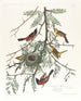 Loriot des vergers - John James Audubon — Ansicht des Kunstwerks