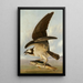 Balbuzard et Poisson faible - John James Audubon — gerahmtes Bild an der Wand