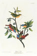 Pinson gemalt - John James Audubon — Ansicht des Kunstwerks
