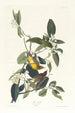 Paruline des Palmiers - John James Audubon — Ansicht des Kunstwerks