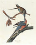 Brieftaube - John James Audubon — Ansicht des Kunstwerks