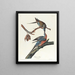 Brieftaube - John James Audubon — gerahmtes Bild an der Wand