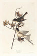 Moucherolle péwit - John James Audubon — Ansicht des Kunstwerks