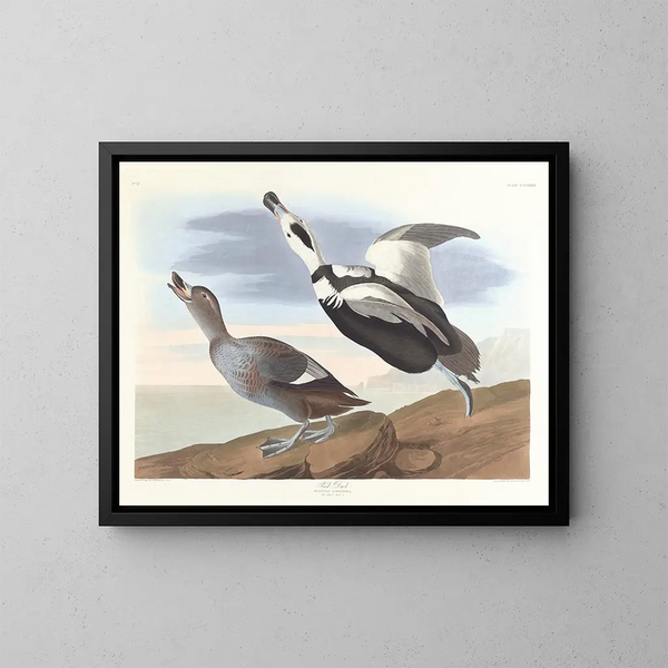 Entenlauf - John James Audubon — gerahmtes Bild an der Wand