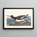 Huîtrier pie - John James Audubon — gerahmtes Bild an der Wand