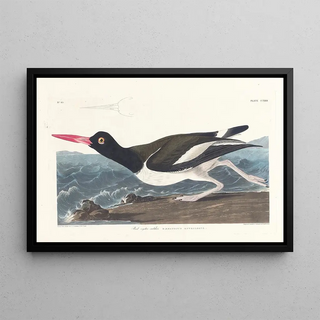 John James Audubon - Pied oystercatcher.webp