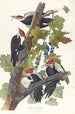 Pic à tête rouge - John James Audubon — Ansicht des Kunstwerks