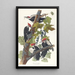 Pic à tête rouge - John James Audubon — gerahmtes Bild an der Wand