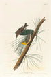 Paruline des pins - John James Audubon — Ansicht des Kunstwerks