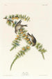 Pinson des Pins - John James Audubon — Ansicht des Kunstwerks