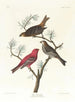 Durbec des sapins - John James Audubon — Ansicht des Kunstwerks