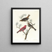 Durbec des sapins - John James Audubon — gerahmtes Bild an der Wand