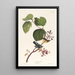 Paruline des marais - John James Audubon — gerahmtes Bild an der Wand