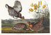 Tétras à Plumes - John James Audubon — Ansicht des Kunstwerks