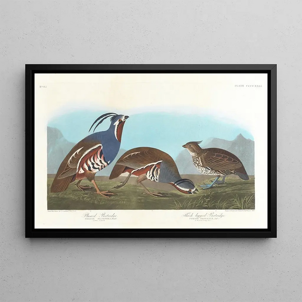 Perdrix huppée, Perdrix à pattes épaisses - John James Audubon — gerahmtes Bild an der Wand