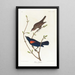 Stare der Prärie - John James Audubon — gerahmtes Bild an der Wand