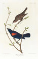 Stare der Prärie - John James Audubon — Ansicht des Kunstwerks