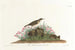 Alouette des prairies - John James Audubon — Ansicht des Kunstwerks