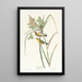Paruline des prairies - John James Audubon — gerahmtes Bild an der Wand