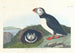Macareux - John James Audubon — Ansicht des Kunstwerks