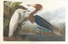 Heron pourpré - John James Audubon — Ansicht des Kunstwerks