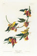 Paruline de Rathbone - John James Audubon — Ansicht des Kunstwerks