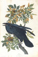 Krähe - John James Audubon — Ansicht des Kunstwerks