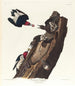 Pic à tête rouge - John James Audubon — Ansicht des Kunstwerks