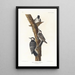 Pic à face blanche - John James Audubon — gerahmtes Bild an der Wand