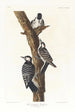 Pic à face blanche - John James Audubon — Ansicht des Kunstwerks
