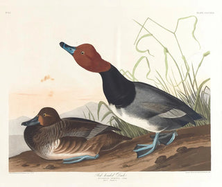 Rothschild-Ente - John James Audubon — Ansicht des Kunstwerks