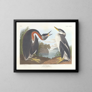 John James Audubon - Rednecked grebe.webp