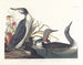 Taucher Katzenhai - John James Audubon — Ansicht des Kunstwerks