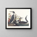 Taucher Katzenhai - John James Audubon — gerahmtes Bild an der Wand
