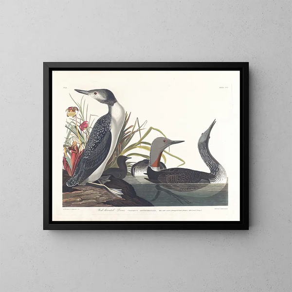 Taucher Katzenhai - John James Audubon — gerahmtes Bild an der Wand
