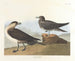 Der Jäger von Richardson - John James Audubon — Ansicht des Kunstwerks