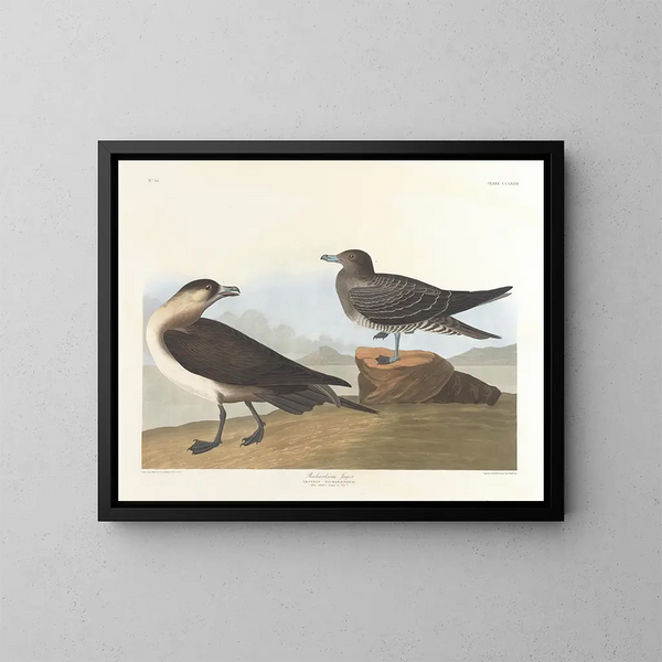 Der Jäger von Richardson - John James Audubon — gerahmtes Bild an der Wand