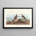 Pluvier à collier interrompu - John James Audubon — gerahmtes Bild an der Wand