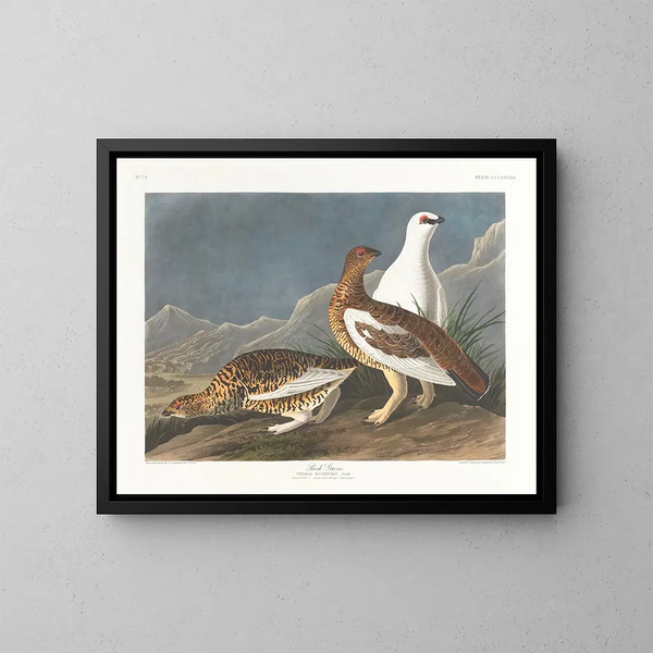Felsen-Gruppe - John James Audubon — gerahmtes Bild an der Wand