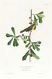 Paruline de Roscoe - John James Audubon — Ansicht des Kunstwerks