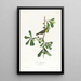 Paruline de Roscoe - John James Audubon — gerahmtes Bild an der Wand
