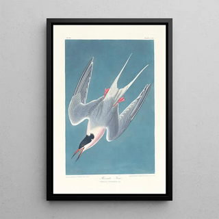 John James Audubon - Roseate tern.webp