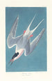 Sterne rosée - John James Audubon — gerahmtes Bild an der Wand