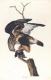 Faucon à pattes rugueuses - John James Audubon — Ansicht des Kunstwerks